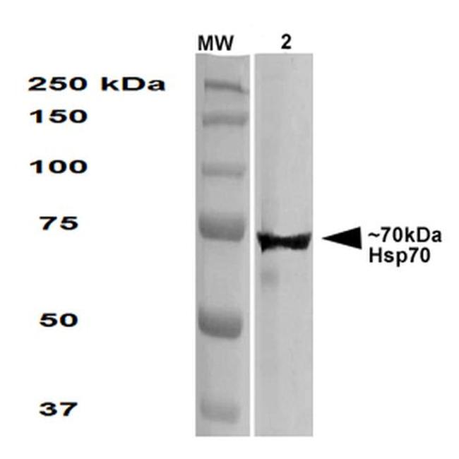 Hsp70 Antibody in Western Blot (WB)