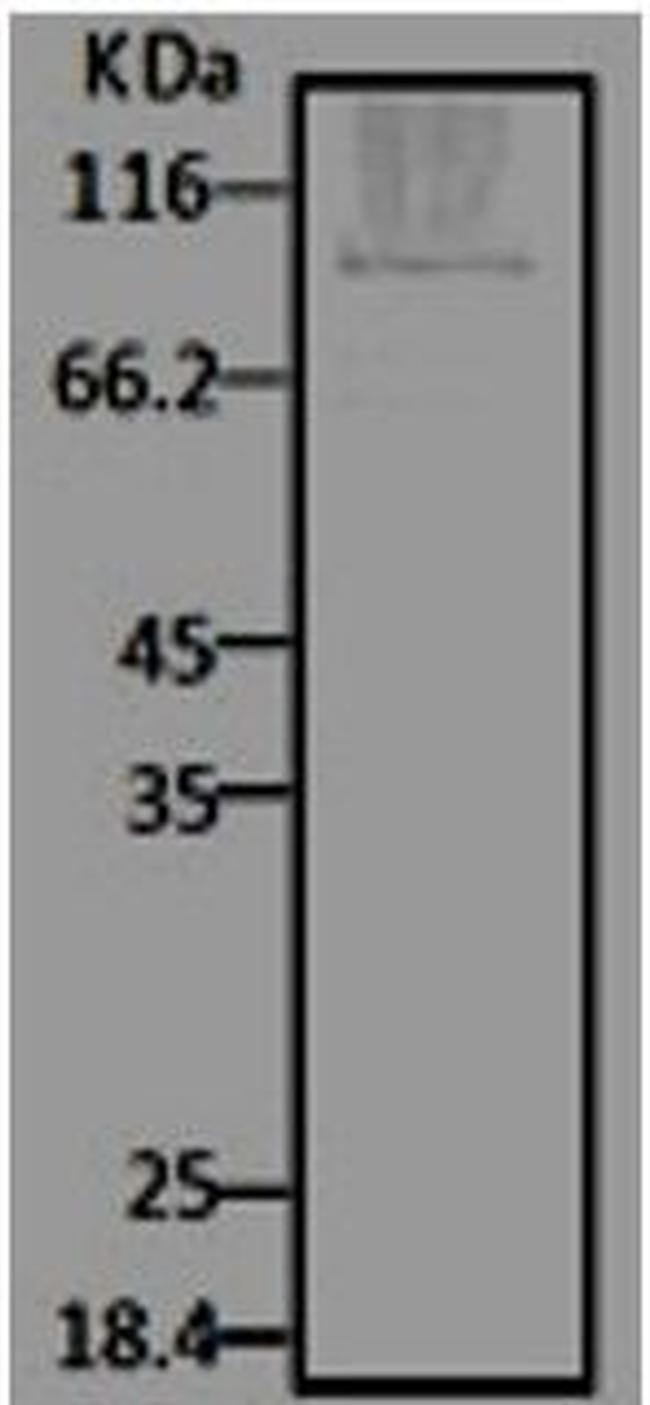 HSP90 Antibody in Western Blot (WB)