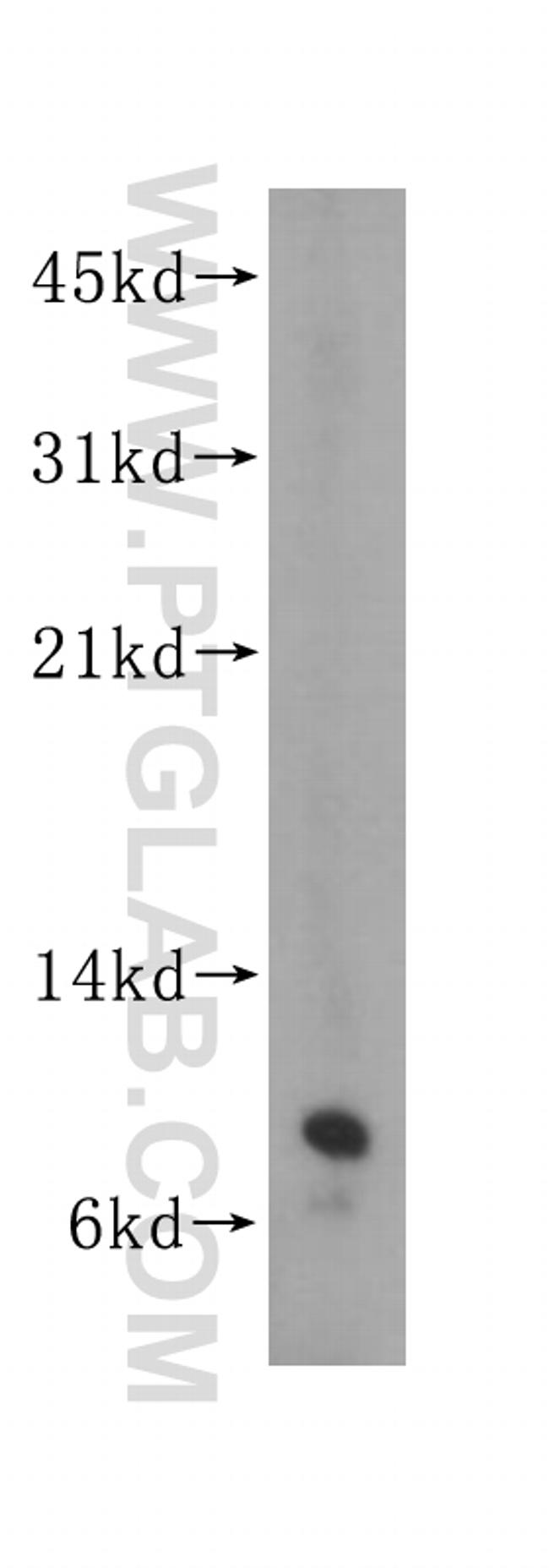 SEC61G Antibody in Western Blot (WB)