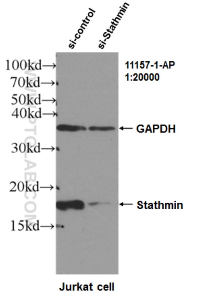 Stathmin 1 Antibody in Western Blot (WB)