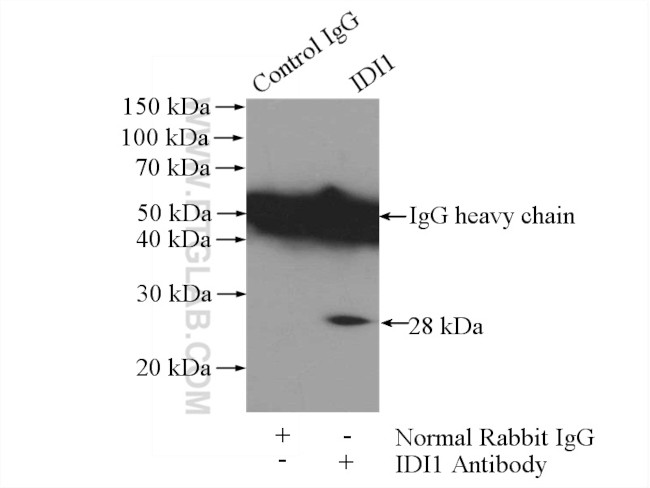 IDI1 Antibody in Immunoprecipitation (IP)