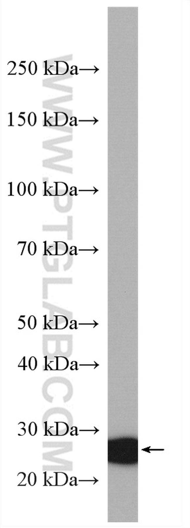 IDI1 Antibody in Western Blot (WB)