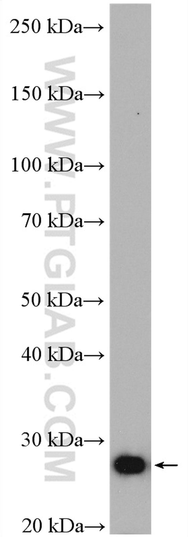 IDI1 Antibody in Western Blot (WB)