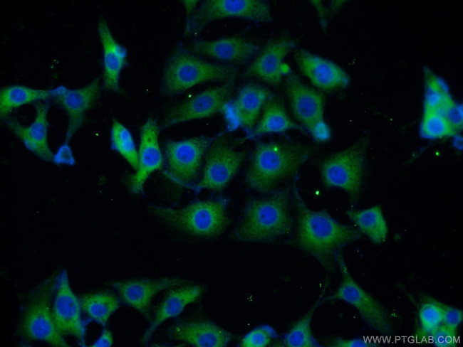 FKBP8 Antibody in Immunocytochemistry (ICC/IF)