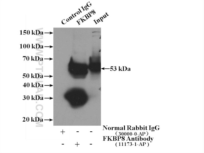 FKBP8 Antibody in Immunoprecipitation (IP)