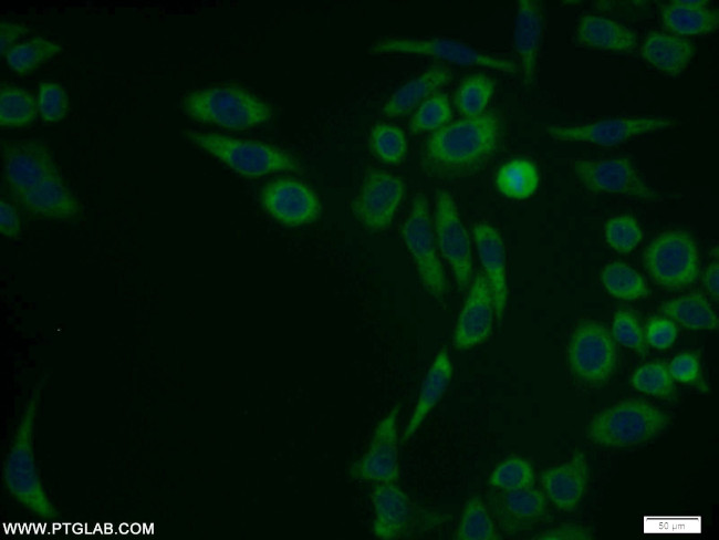 PSMA1 Antibody in Immunocytochemistry (ICC/IF)