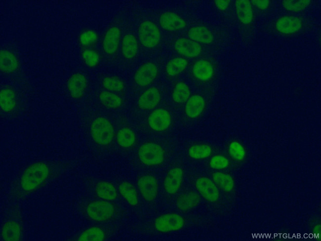 HNRNPA1 Antibody in Immunocytochemistry (ICC/IF)