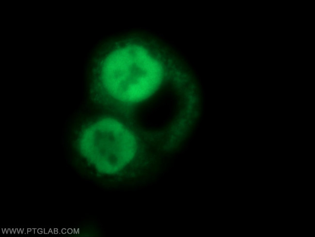 OGFR Antibody in Immunocytochemistry (ICC/IF)