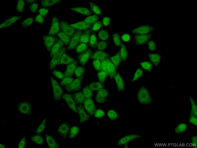 OGFR Antibody in Immunocytochemistry (ICC/IF)