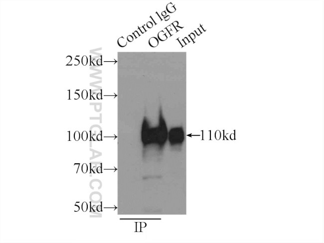 OGFR Antibody in Immunoprecipitation (IP)