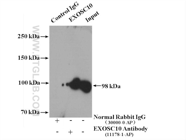 EXOSC10 Antibody in Immunoprecipitation (IP)