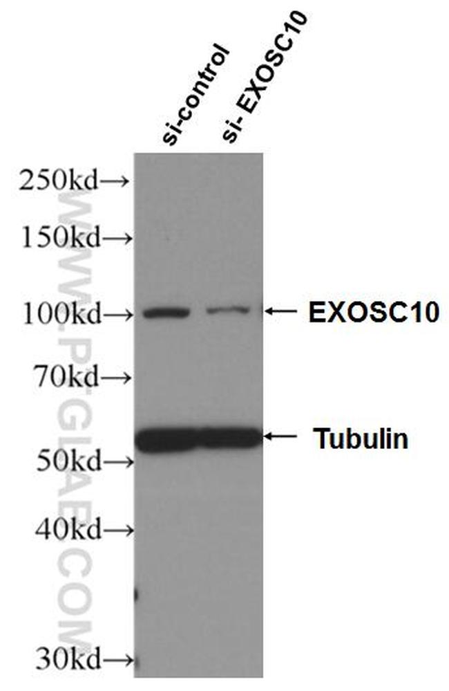 EXOSC10 Antibody in Western Blot (WB)