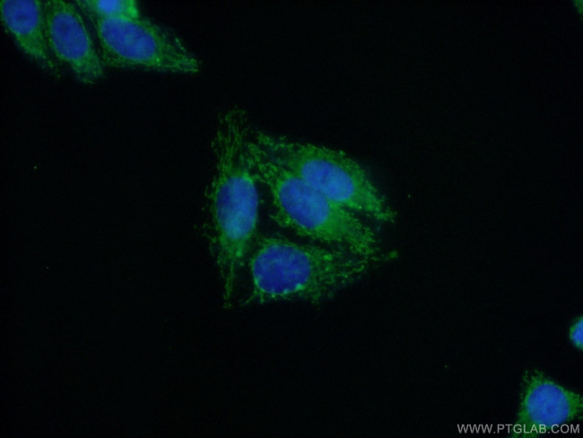 NUDT6 Antibody in Immunocytochemistry (ICC/IF)