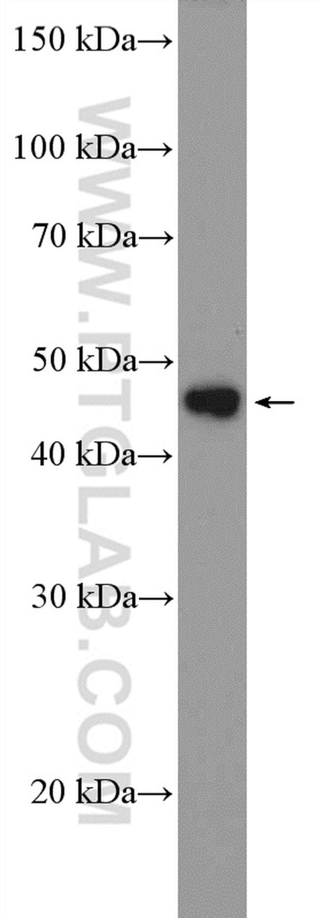 LHX4 Antibody in Western Blot (WB)