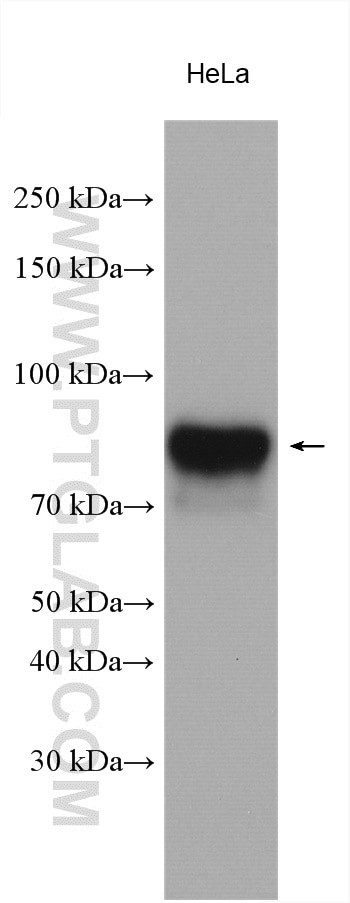 ALPL Antibody in Western Blot (WB)