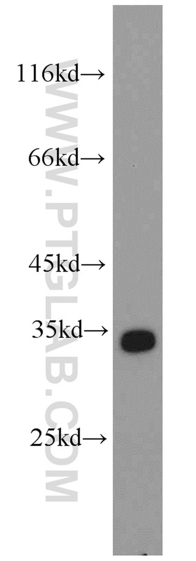 PTER Antibody in Western Blot (WB)