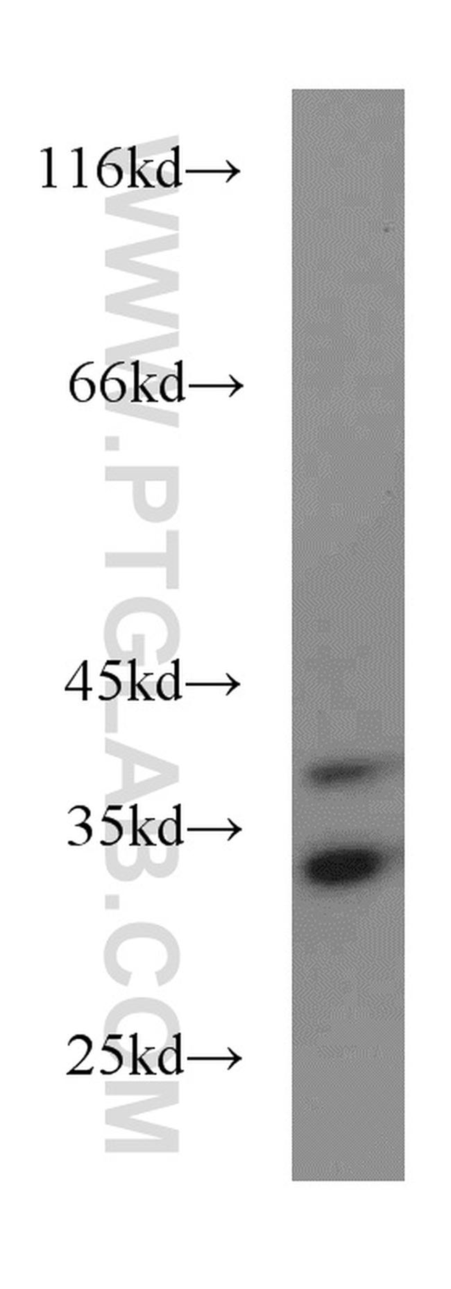 PTER Antibody in Western Blot (WB)