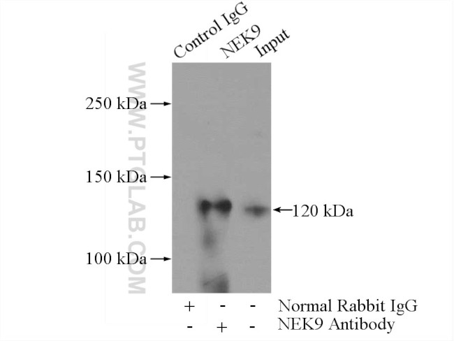 NEK9 Antibody in Immunoprecipitation (IP)