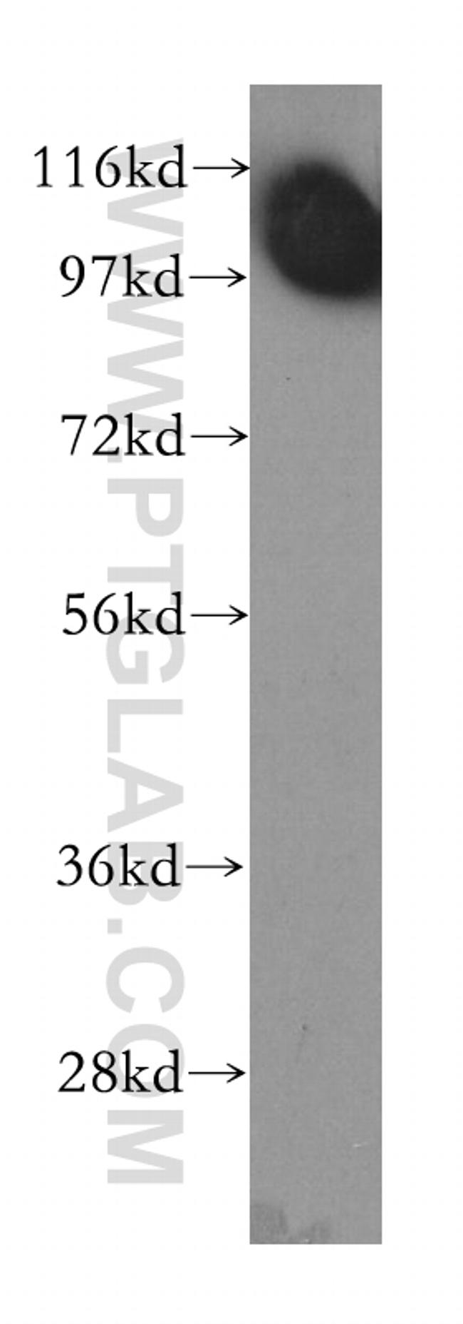 NEK9 Antibody in Western Blot (WB)