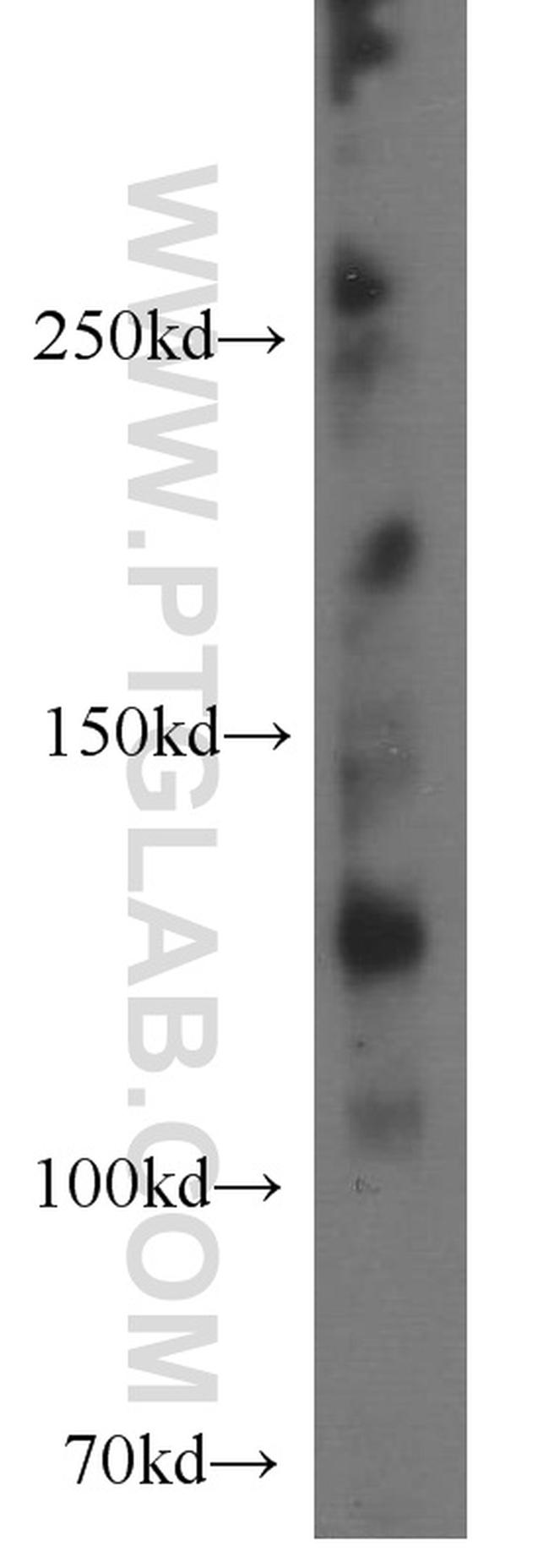 NEK9 Antibody in Western Blot (WB)