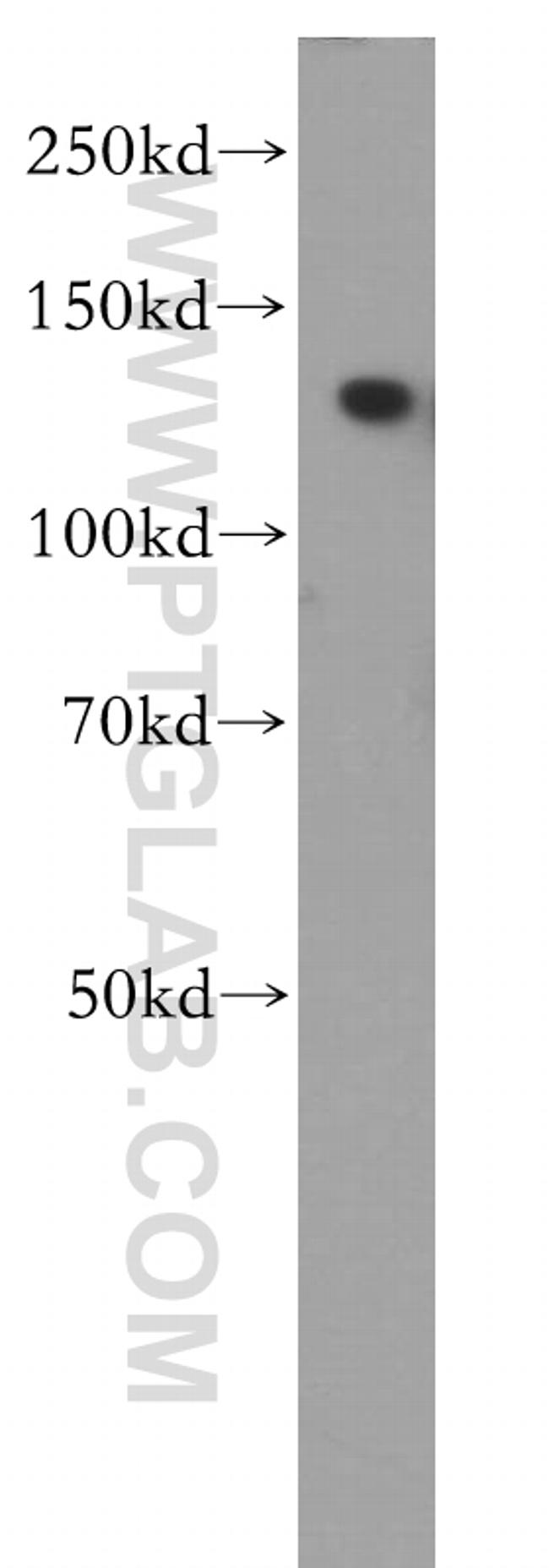 NEK9 Antibody in Western Blot (WB)