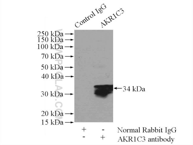 AKR1C3 Antibody in Immunoprecipitation (IP)