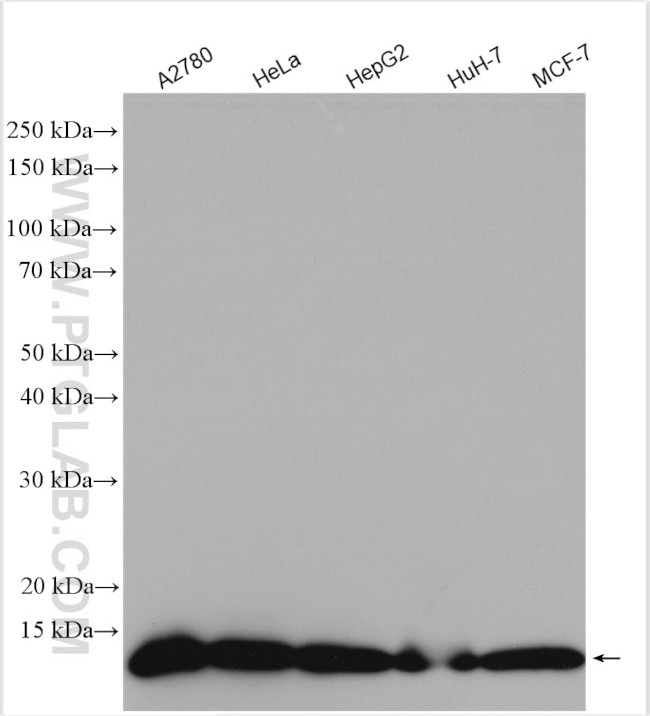 SRP9 Antibody in Western Blot (WB)