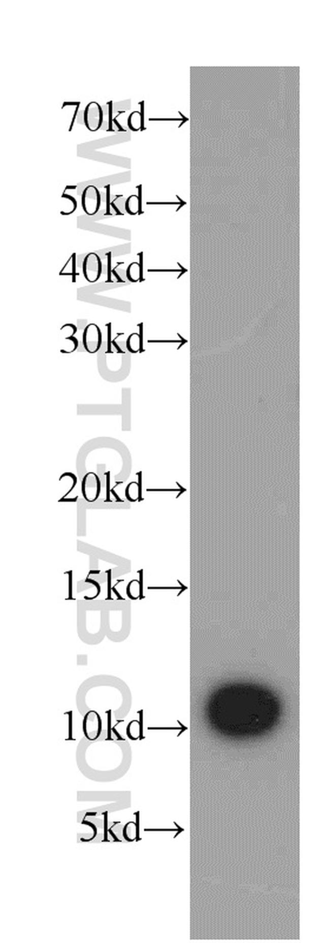 SRP9 Antibody in Western Blot (WB)