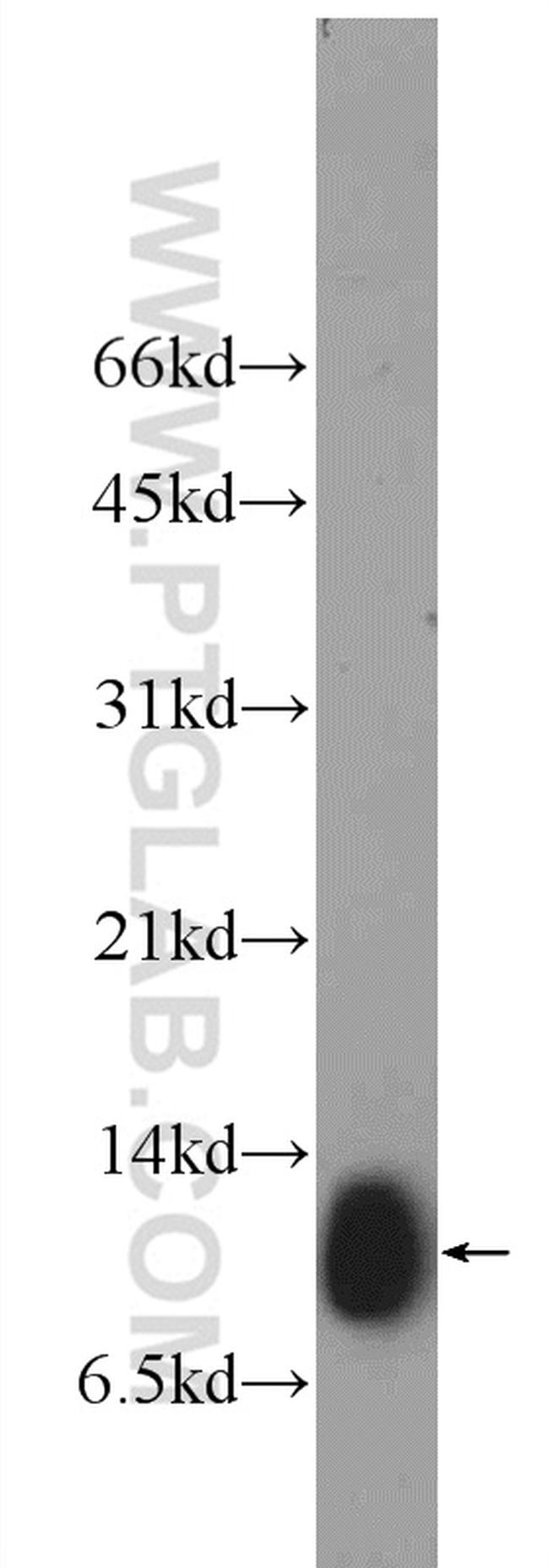 SRP9 Antibody in Western Blot (WB)