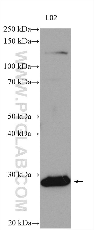 ORM2 Antibody in Western Blot (WB)