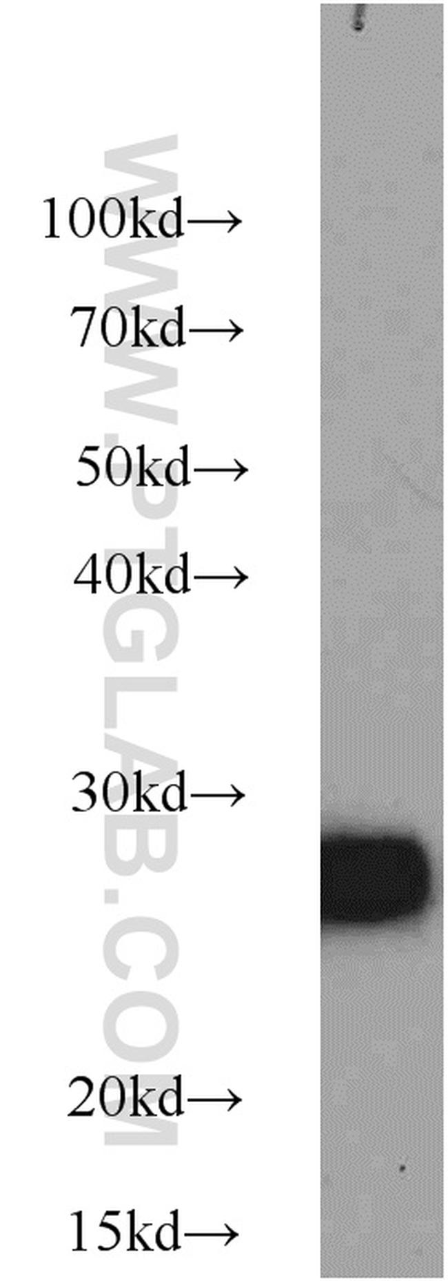 BAP31 Antibody in Western Blot (WB)