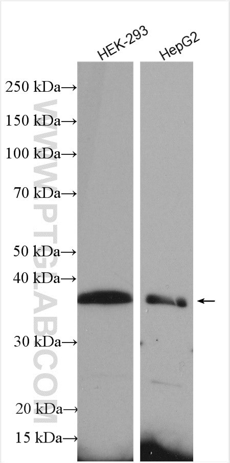 Syntaxin 16 Antibody in Western Blot (WB)