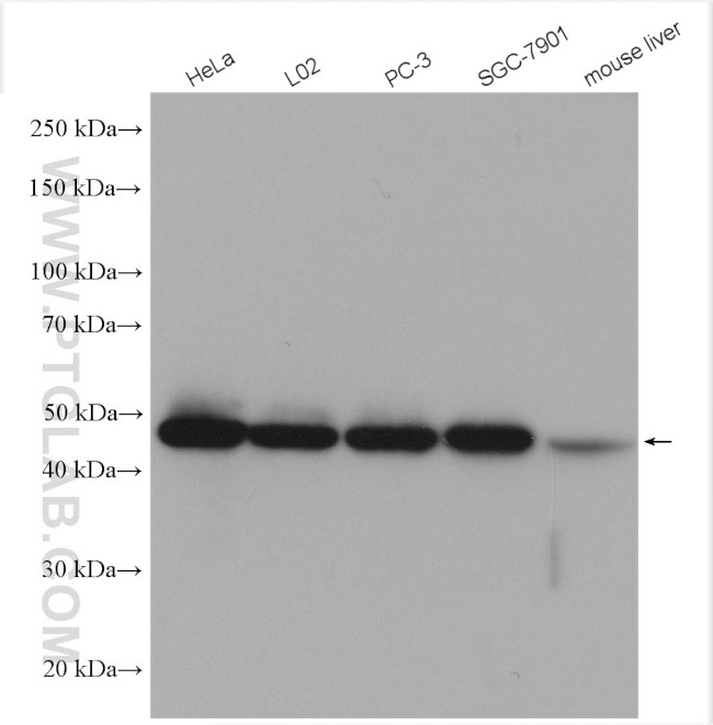 ENO1 Antibody in Western Blot (WB)