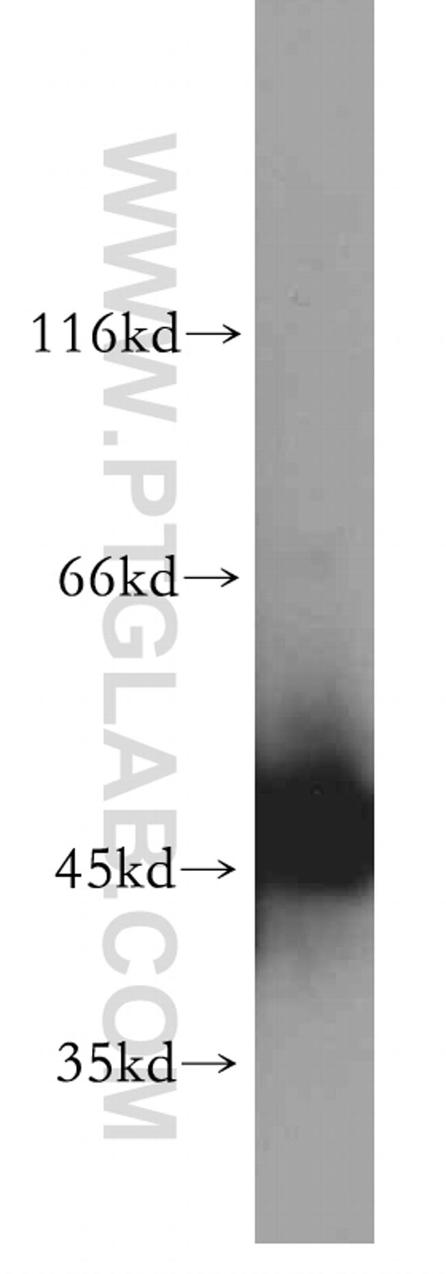 ENO1 Antibody in Western Blot (WB)