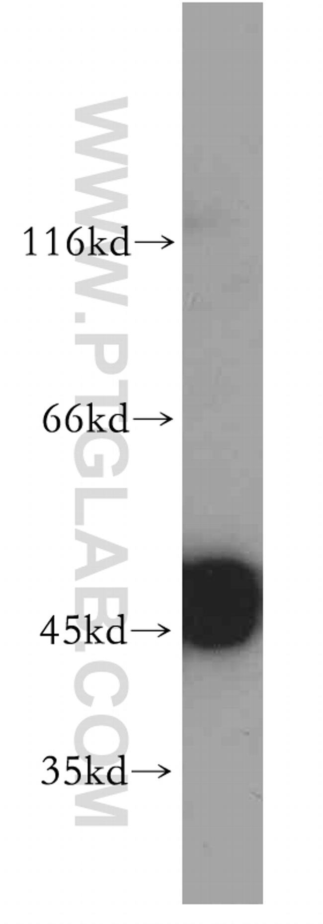 ENO1 Antibody in Western Blot (WB)