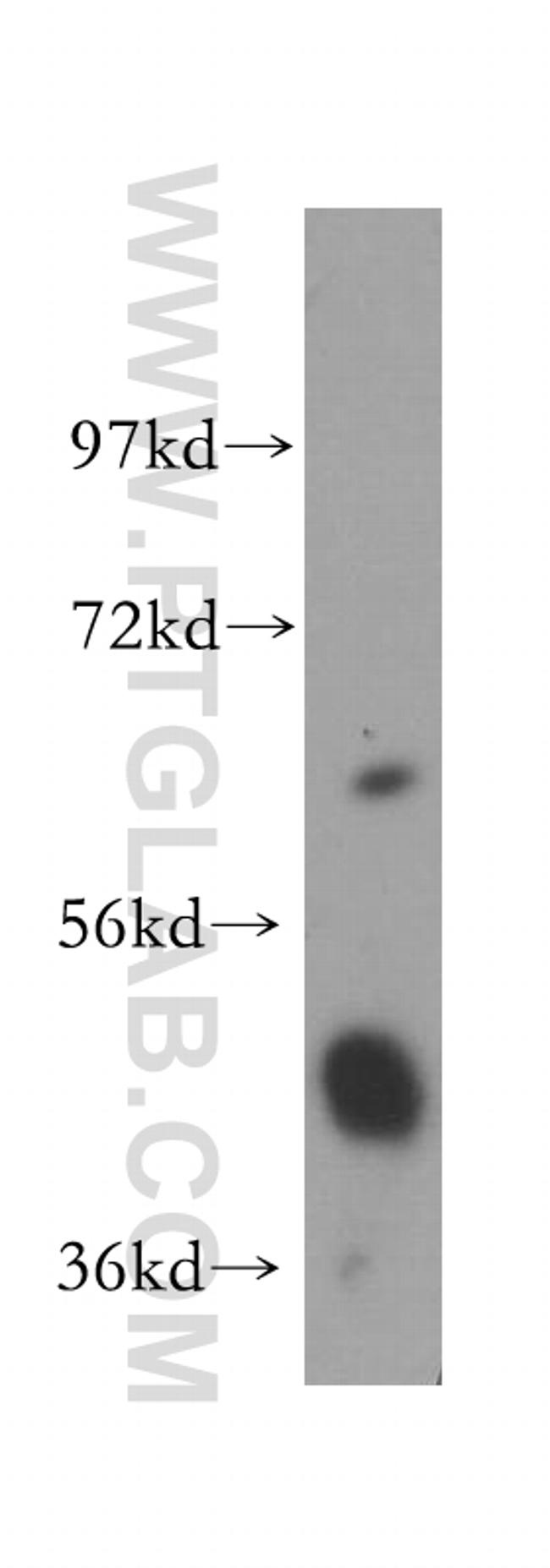 ENO1 Antibody in Western Blot (WB)