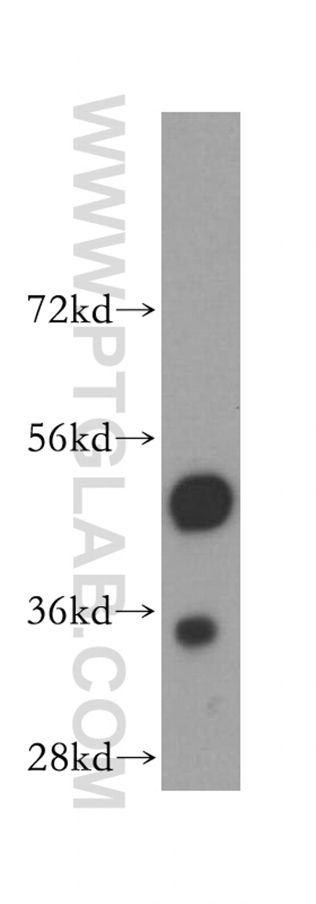 ENO1 Antibody in Western Blot (WB)