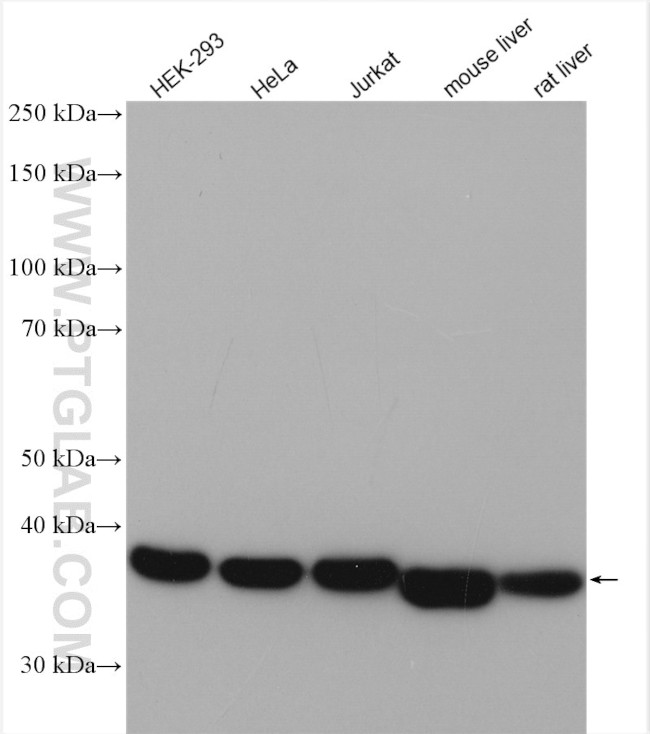 ALDOA Antibody in Western Blot (WB)