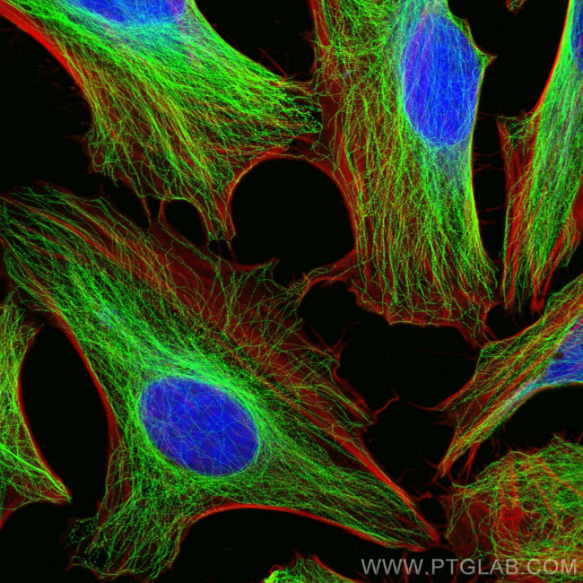 alpha Tubulin Antibody in Immunocytochemistry (ICC/IF)