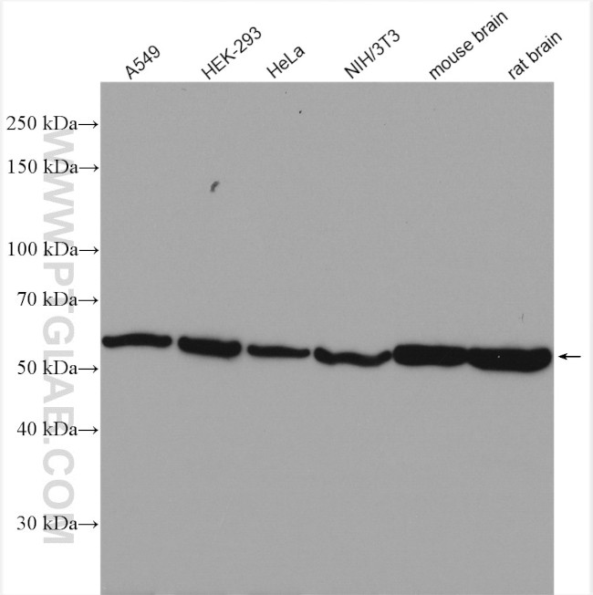 alpha Tubulin Antibody in Western Blot (WB)