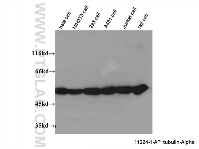 alpha Tubulin Antibody in Western Blot (WB)