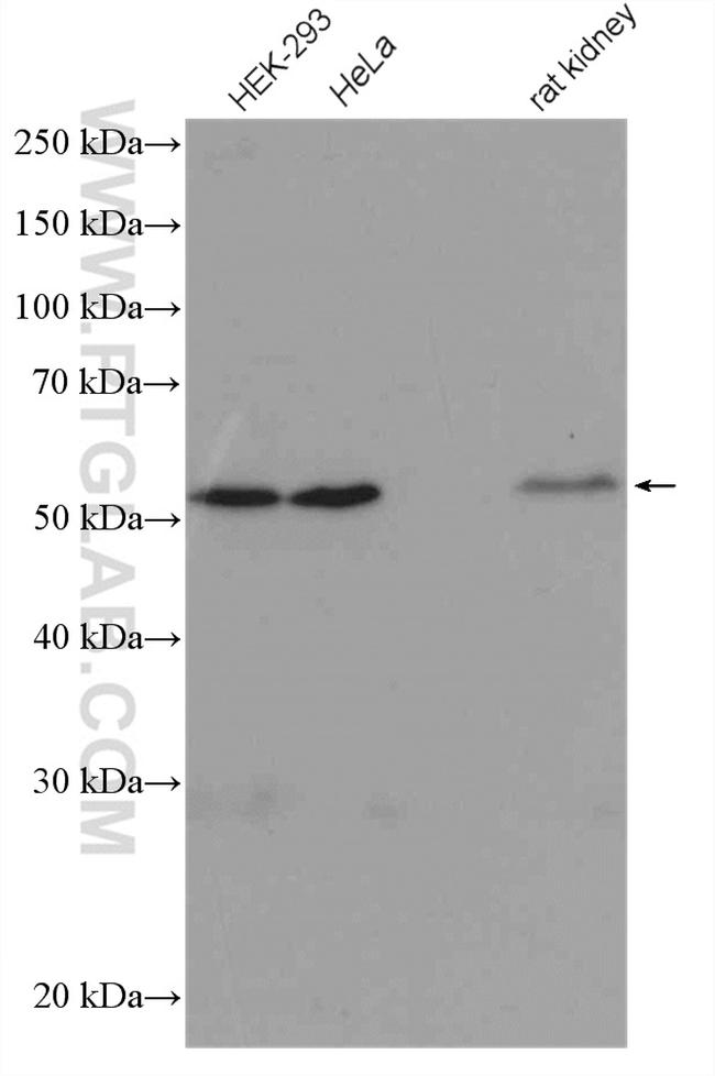 alpha Tubulin Antibody in Western Blot (WB)