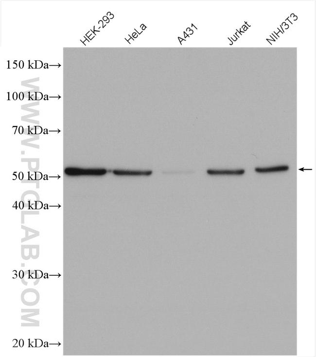 alpha Tubulin Antibody in Western Blot (WB)