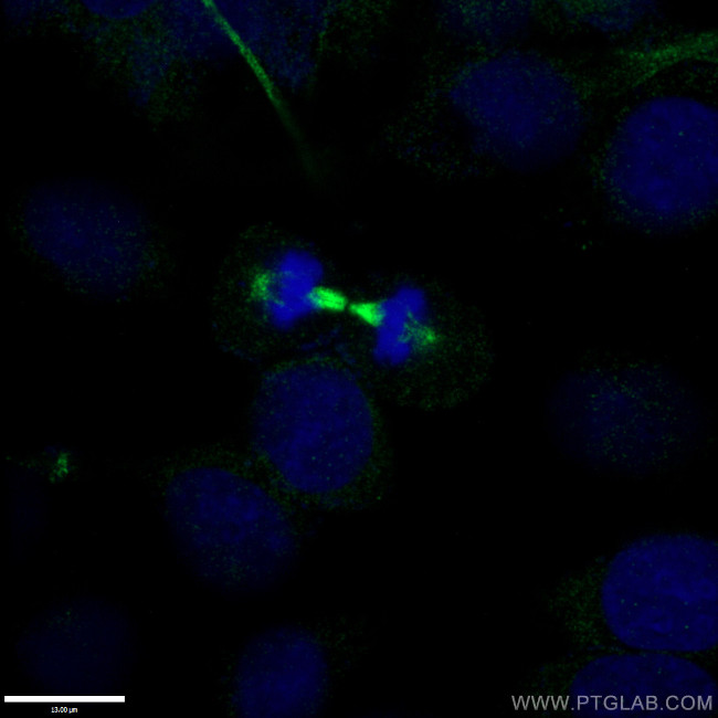 alpha Tubulin Antibody in Immunocytochemistry (ICC/IF)