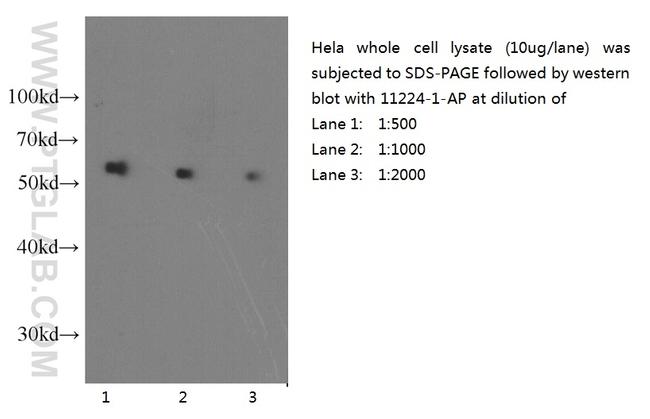 alpha Tubulin Antibody in Western Blot (WB)