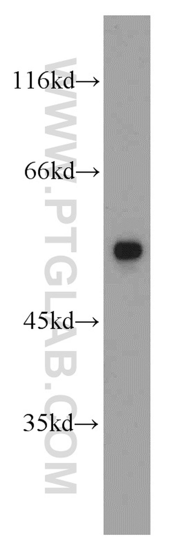 alpha Tubulin Antibody in Western Blot (WB)