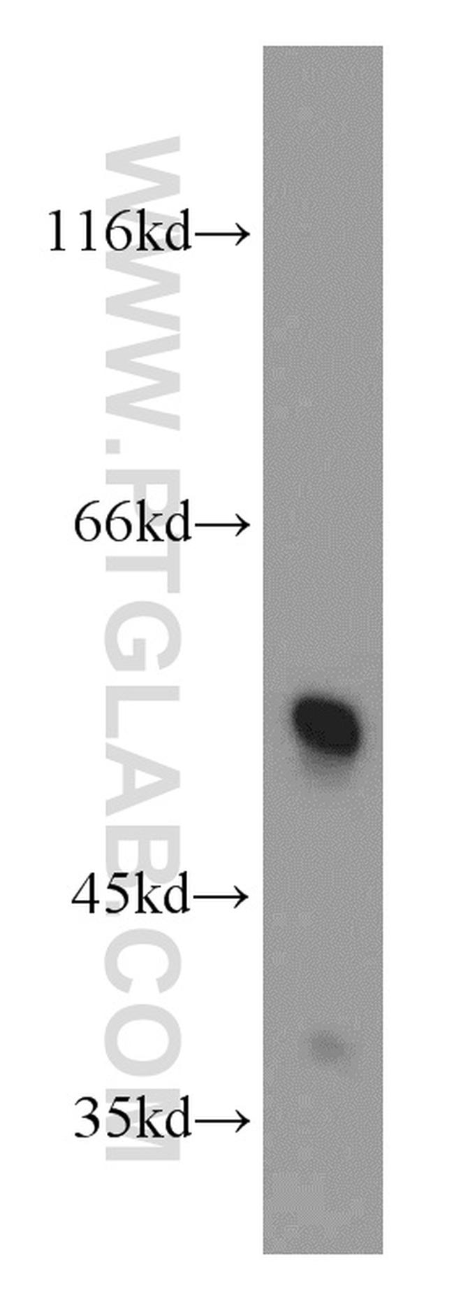 alpha Tubulin Antibody in Western Blot (WB)