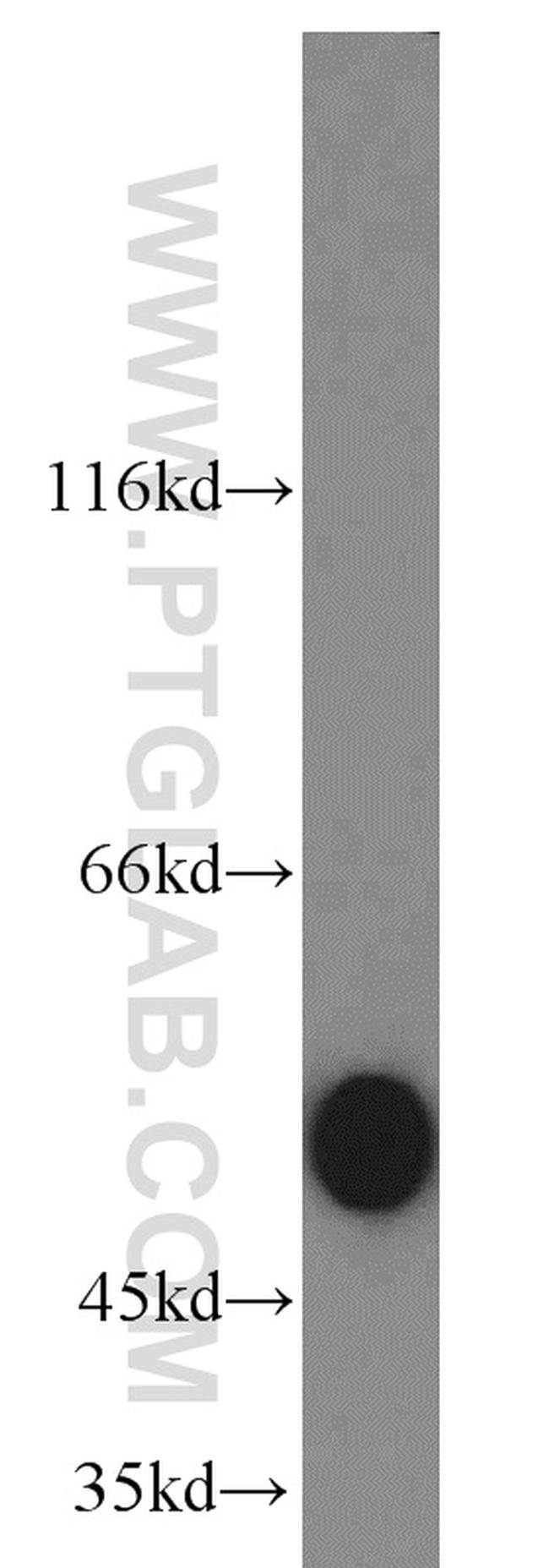 alpha Tubulin Antibody in Western Blot (WB)