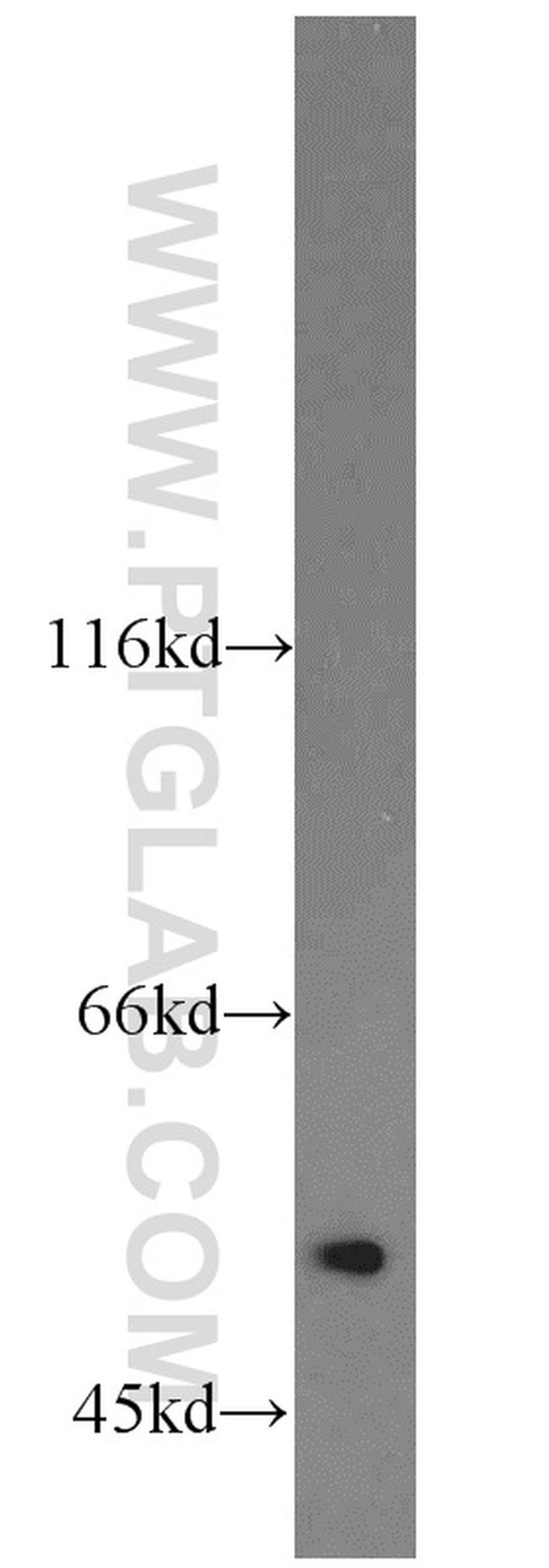 alpha Tubulin Antibody in Western Blot (WB)