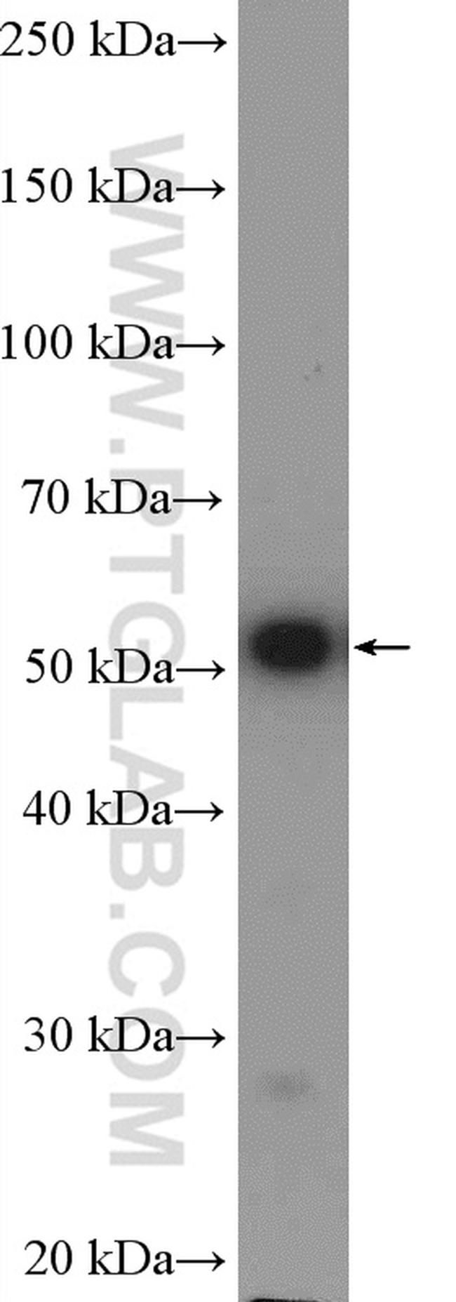 alpha Tubulin Antibody in Western Blot (WB)